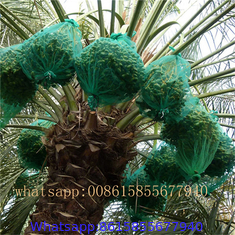 Date palm bag