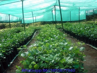 HDPE Green Farming Shade Net