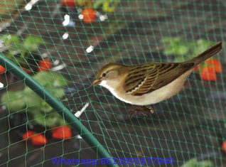 Anti-bird Netting in Agriculture Using