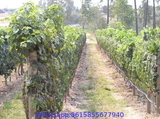 Fruit Tree Netting, Bird Netting For Fruit Trees