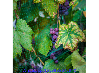 Vineyard Bird Netting, Bird Netting to Protect Grapes