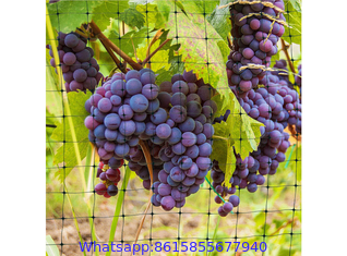 Vineyard Bird Netting, Bird Netting to Protect Grapes