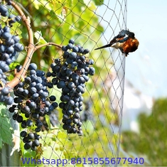 Plastic Anti-Bird Netting for Strawberry