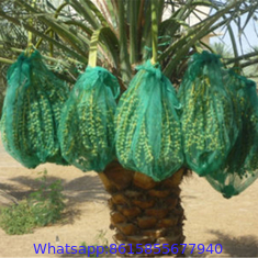DATE PALM BAG 80 X 100 CM to middle east