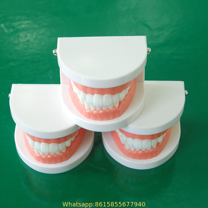 dental tooth brushing model with tongue removed
